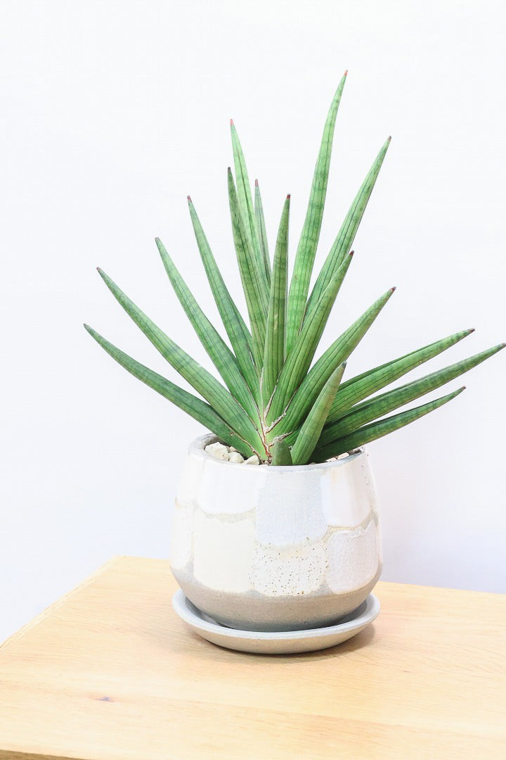 【サンスベリア ギガスパイキー 】とてもスタイリッシュなフォルム！これはオススメ！静岡県の生産者さんのこだわり品種！
