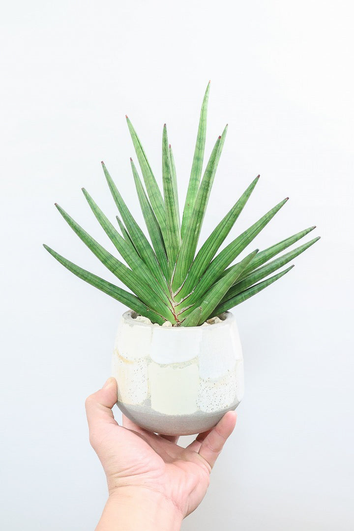 【サンスベリア ギガスパイキー 】とてもスタイリッシュなフォルム！これはオススメ！静岡県の生産者さんのこだわり品種！