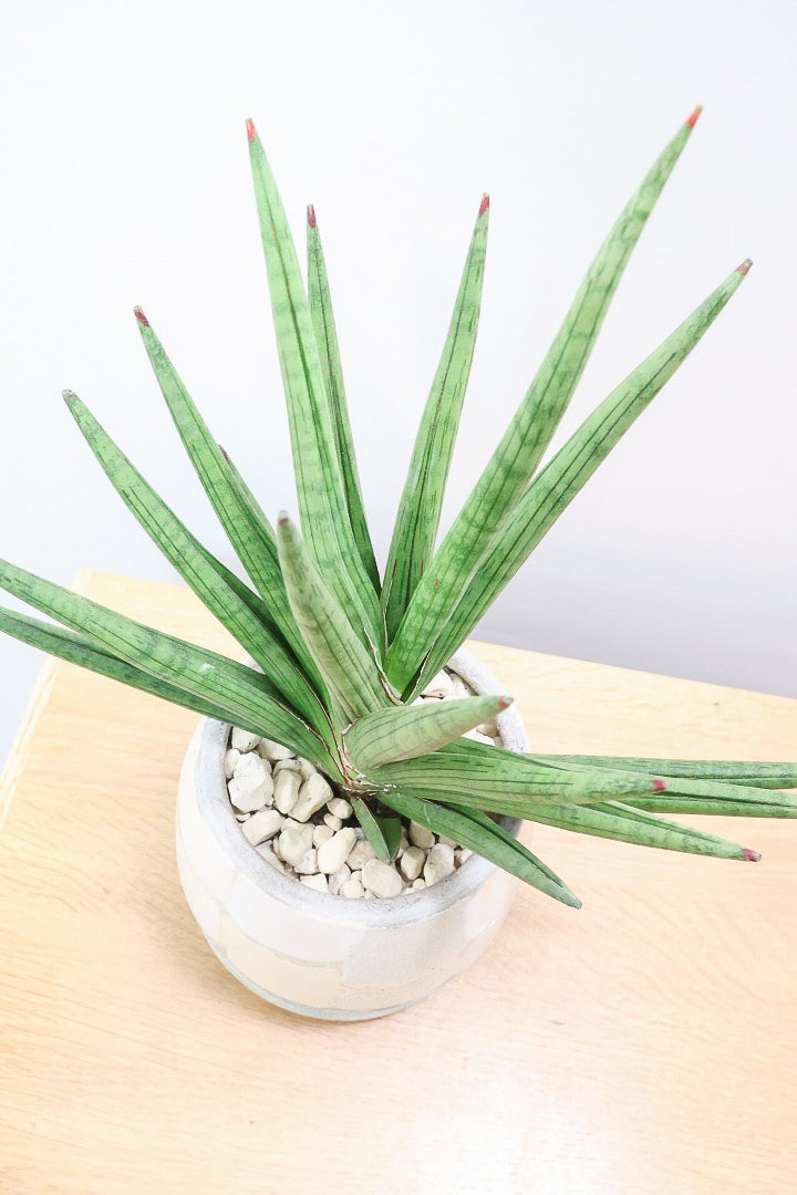 【サンスベリア ギガスパイキー 】とてもスタイリッシュなフォルム！これはオススメ！静岡県の生産者さんのこだわり品種！