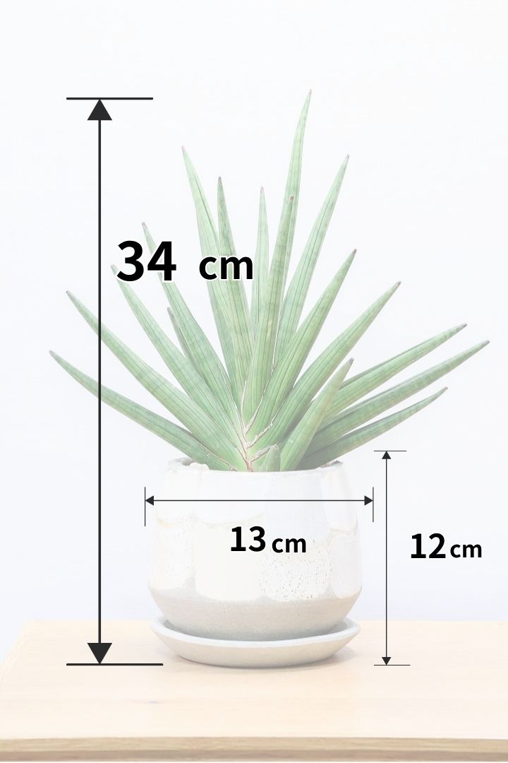 【サンスベリア ギガスパイキー 】とてもスタイリッシュなフォルム！これはオススメ！静岡県の生産者さんのこだわり品種！