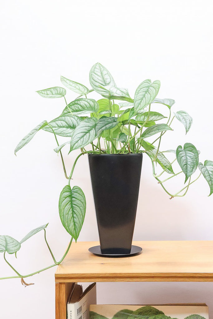 モンステラ シルテペカナKS61096| 観葉植物の通信販売 | APEGO(アペーゴ)