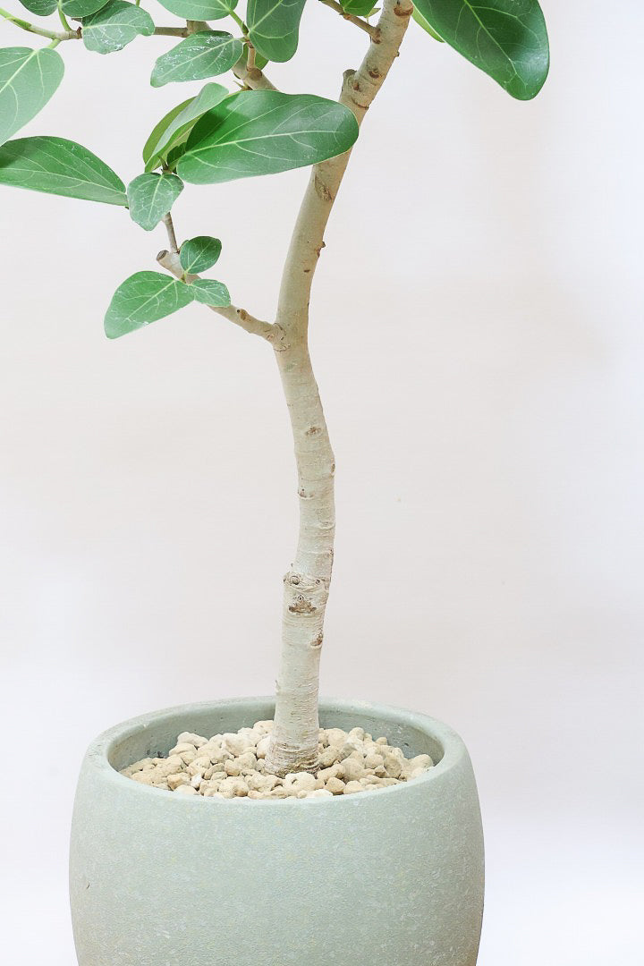 【現物発送】2026運気上昇☆フィカス・ベンガレンシス/陶器鉢 現物発送】2026運気上昇☆フィカス・ベンガレンシス/アンティーク鉢