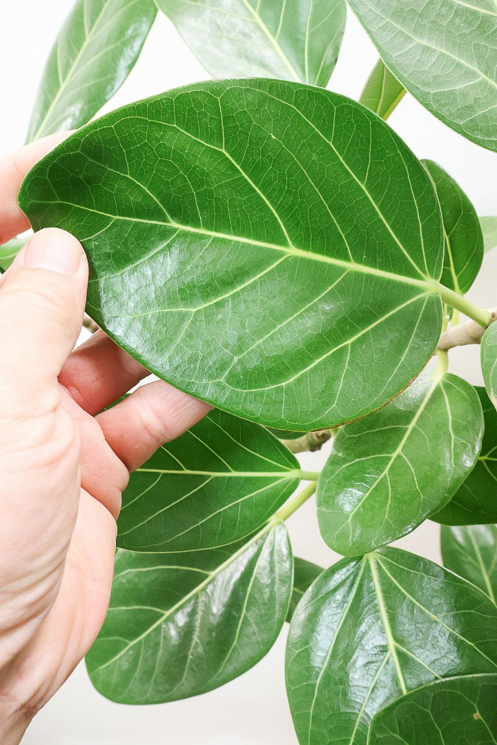 【ベンガレンシス】この樹形はイイ！温暖な鹿児島県で生長したしっかりとした幹！自信を持っておすすめします！