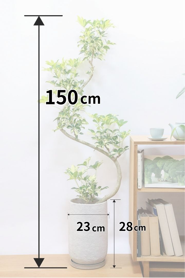 シェフレラ グランディIV61000| 観葉植物の通信販売 | APEGO(アペーゴ)