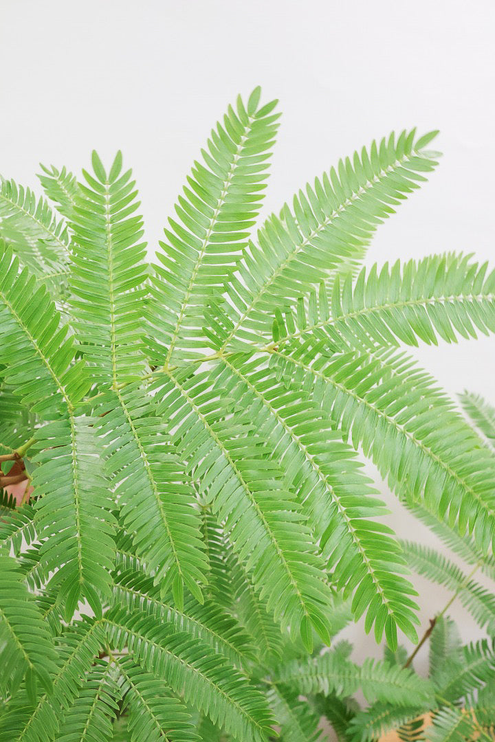 【エバーフレッシュ】個性的にカーブした幹！幹はとてもしっかりとしていますので、存在感がありますよ！