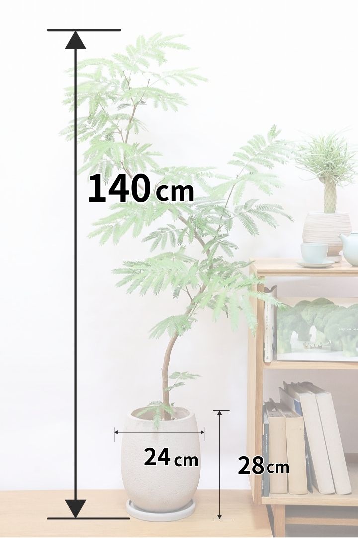 エバーフレッシュ（高さ140㎝） エバーフレッシュ 8号 140cm Spiral