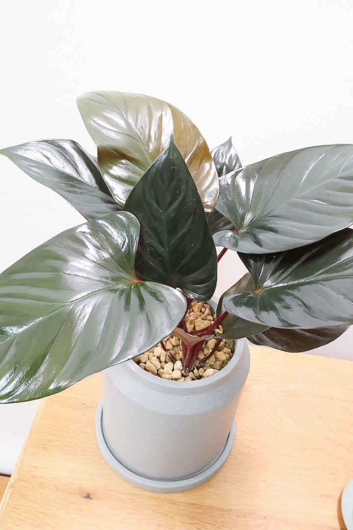 ホマロメナ ブラックエメラルドクリムゾンベールCO61103| 観葉植物の