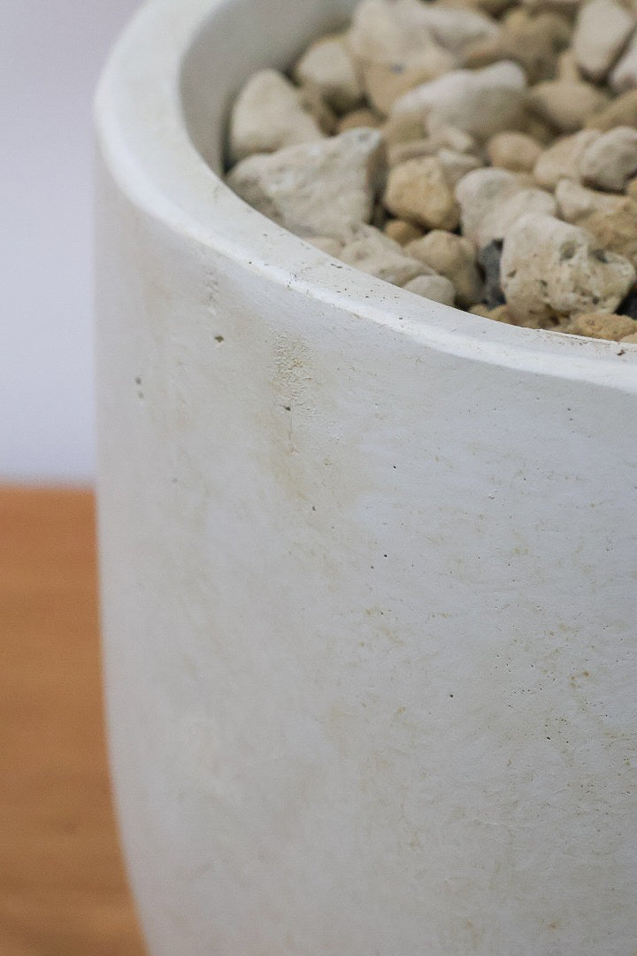 【フィカス ティネケ】このサイズは今回がラスト！幹も太くて葉付きも良いので、これくらいのサイズが一番いいと思うんですよね！