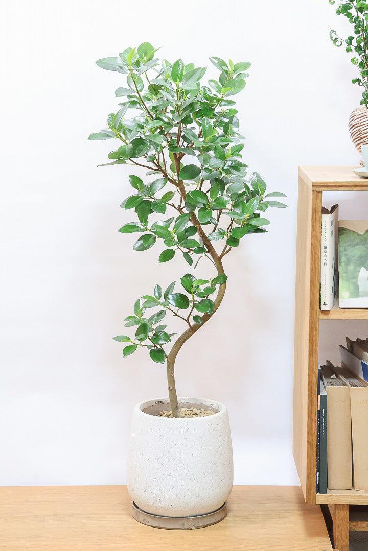 送料無料】フランスゴム| 観葉植物の通信販売 | APEGO(アペーゴ)