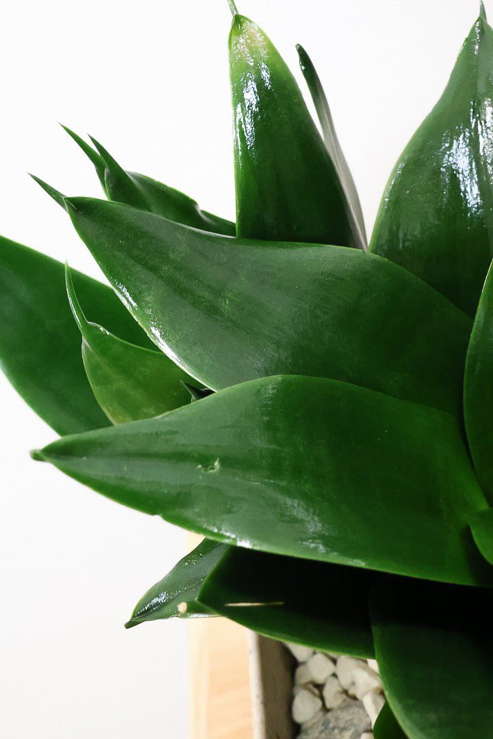 サンスベリア ブラックドラゴンK61120| 観葉植物の通信販売 | APEGO