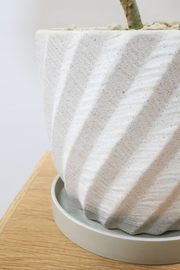 【ウンベラータ】曲り樹形の名手でもある生産者さんが手塩に掛けたバランスの良い素晴らしい樹形です！お手頃ないいサイズ感です！