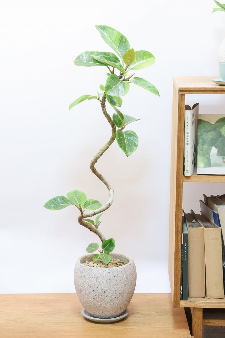 送料無料】フィカス アルテシマ| 観葉植物の通信販売 | APEGO(アペーゴ)