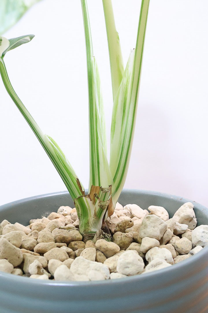 モンステア ボルシギアナGR61121観葉植物の通信販売 | APEGO(アペーゴ)