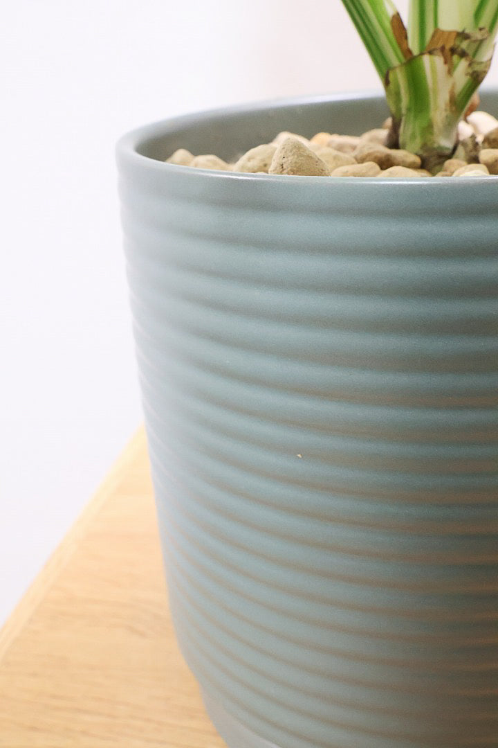 【モンステラ タイコンステレーション】渾身の一鉢！美斑が美しい素晴らしい個体です！おすすめ！