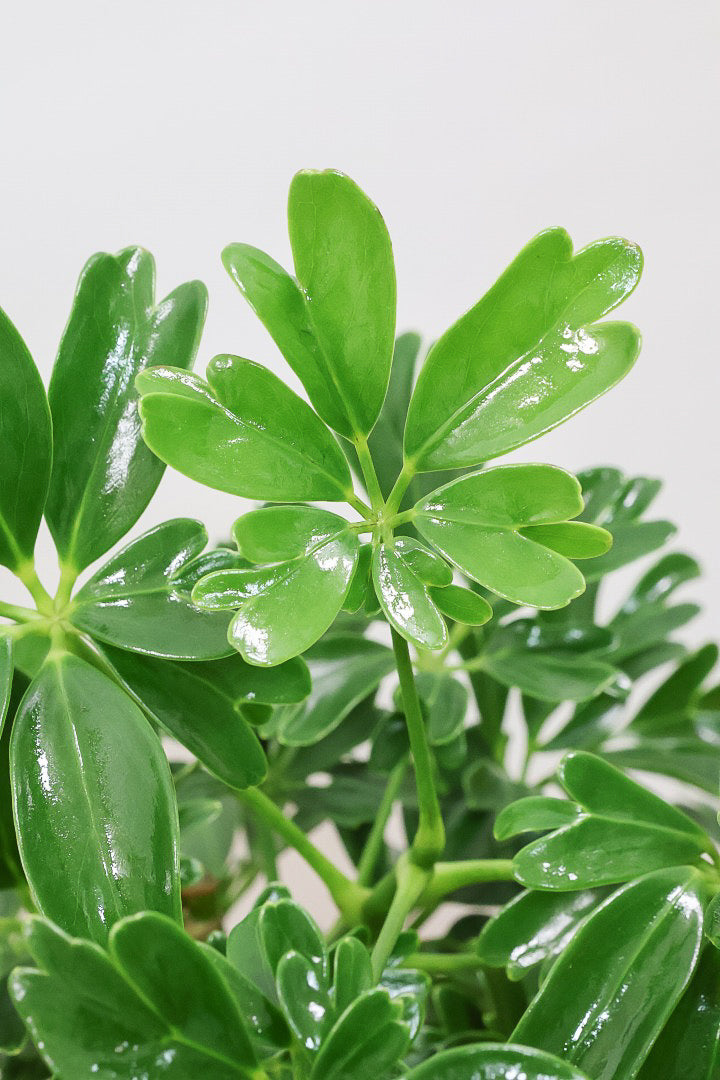 【シェフレラ レナータ】温暖な鹿児島県指宿市で育てられたとても美しいカーブの樹形です！これは良い樹形だと思います！