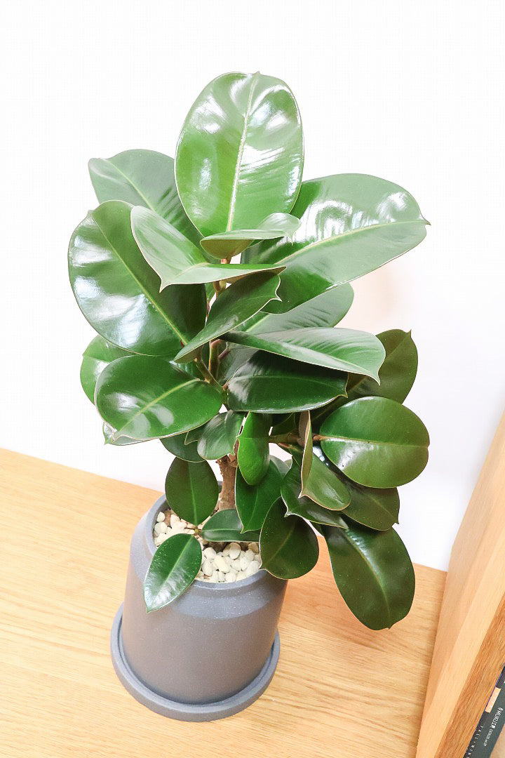 【フィカス ソフィア 】ゴムの木の中でもとても育てやすく丈夫な品種！少しぐらい日当たりが悪くてもへっちゃらです！