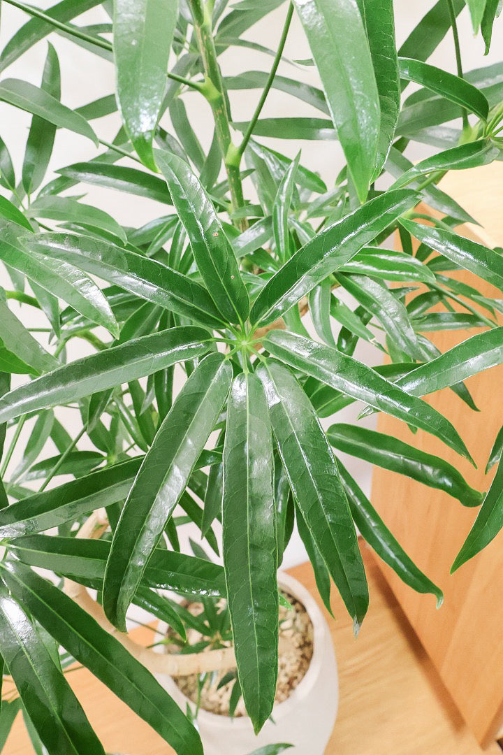 【シェフレラ アンガスティフォリア】幹のカーブがとても美しいくて存在感のある大きさ。とにかく丈夫で育てやすい！