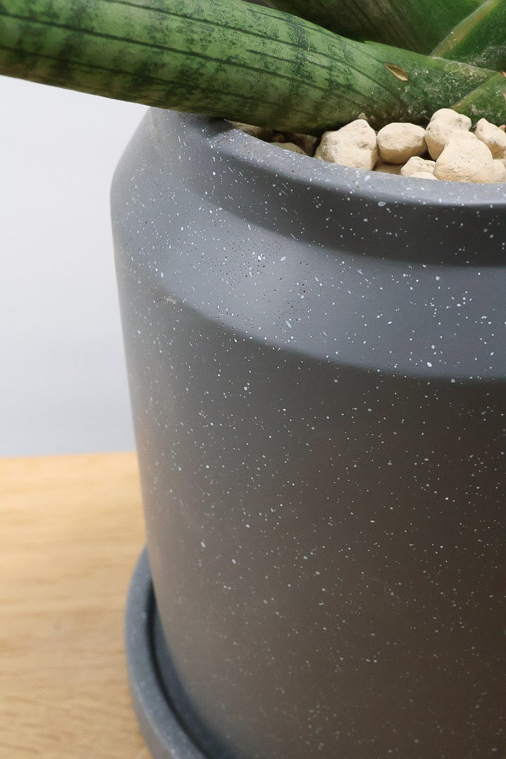 【サンスベリア ボンセレンシス】シックな葉色がたまらなくカッコいいボンセレンシス！POTとの相性もGOOD！