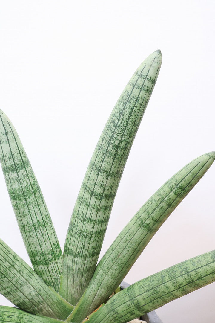 【サンスベリア ボンセレンシス】シックな葉色がたまらなくカッコいいボンセレンシス！POTとの相性もGOOD！