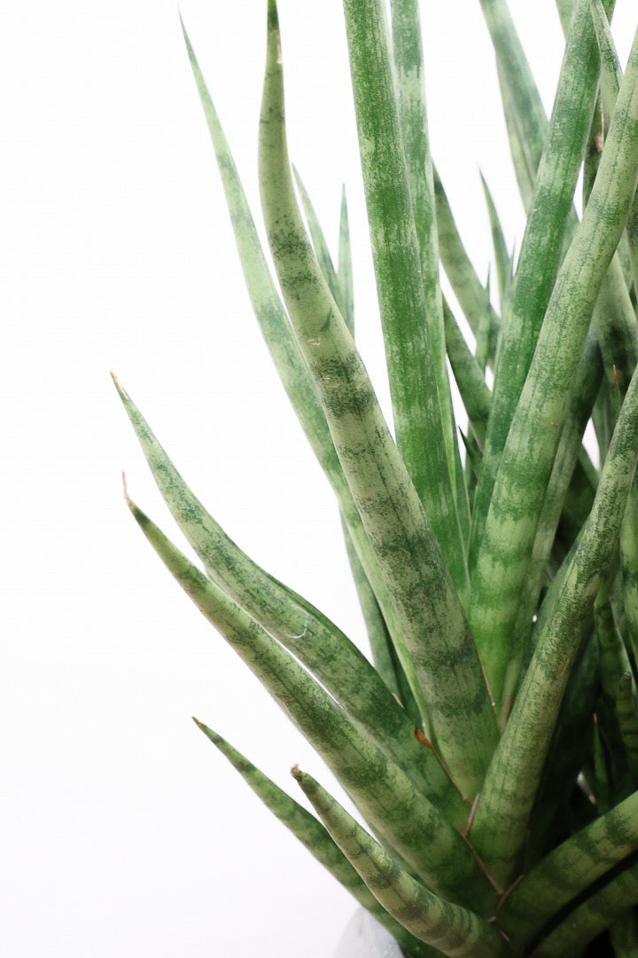 【サンスベリア トーチ】炎が揺らぐようなフォルムがカッコいい！POTとの相性もGOOD！