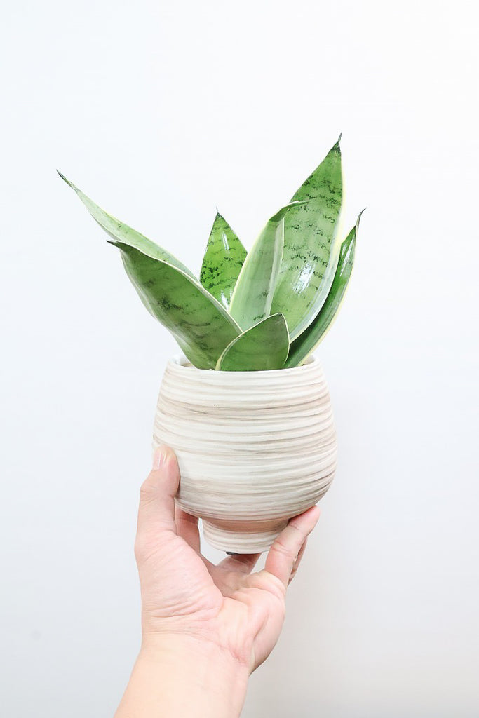 【子株】サンスベリア シルバースパイラル　カラータグ:緑 x*n様 【子株】サンスベリア シルバースパイラル カラータグ:緑 - メルカリ