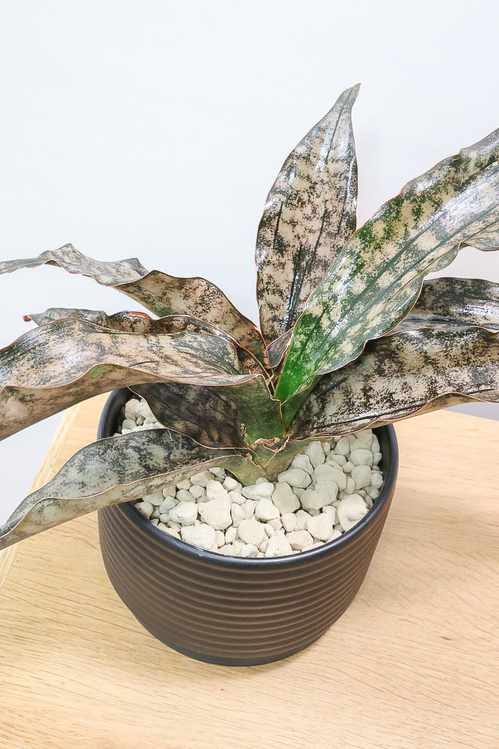 【サンスベリア キルキー】希少な大きサイズのキルキー！仲良しの生産者さんからいい形のものを分けてもらいました！個性的なフォルムが素敵！