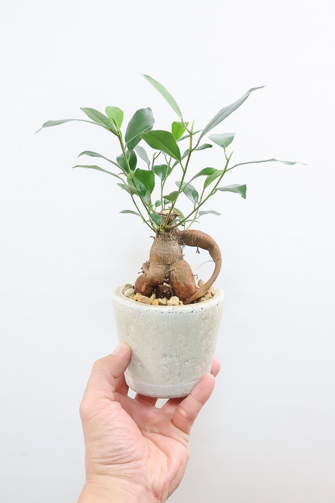 ガジュマルCW61168| 観葉植物の通信販売 | APEGO(アペーゴ)