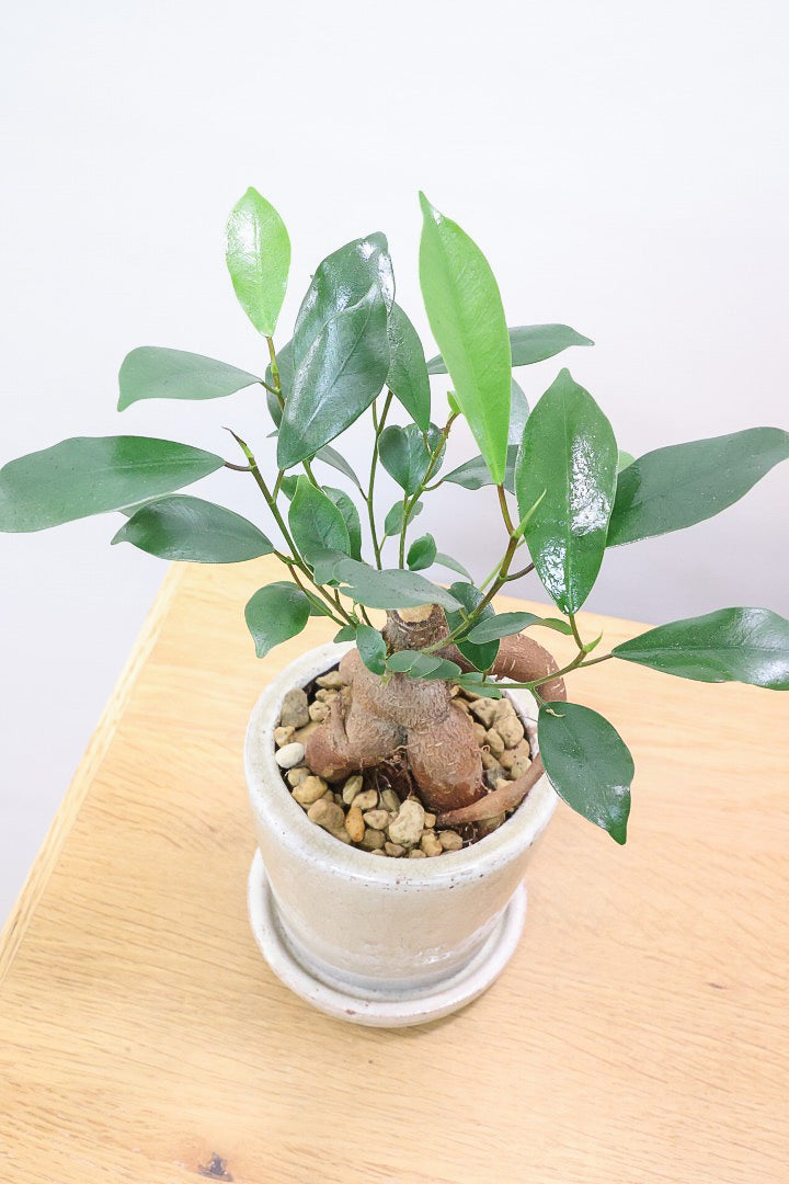 ガジュマル ガジュマルCW61168| 観葉植物の通信販売 | APEGO(アペーゴ)