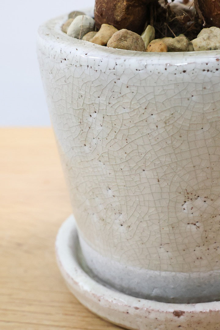 ガジュマルCW61168| 観葉植物の通信販売 | APEGO(アペーゴ)