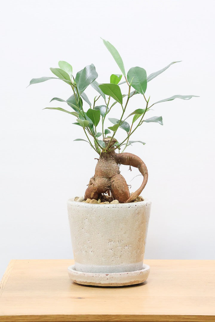 ガジュマルCW61168| 観葉植物の通信販売 | APEGO(アペーゴ)