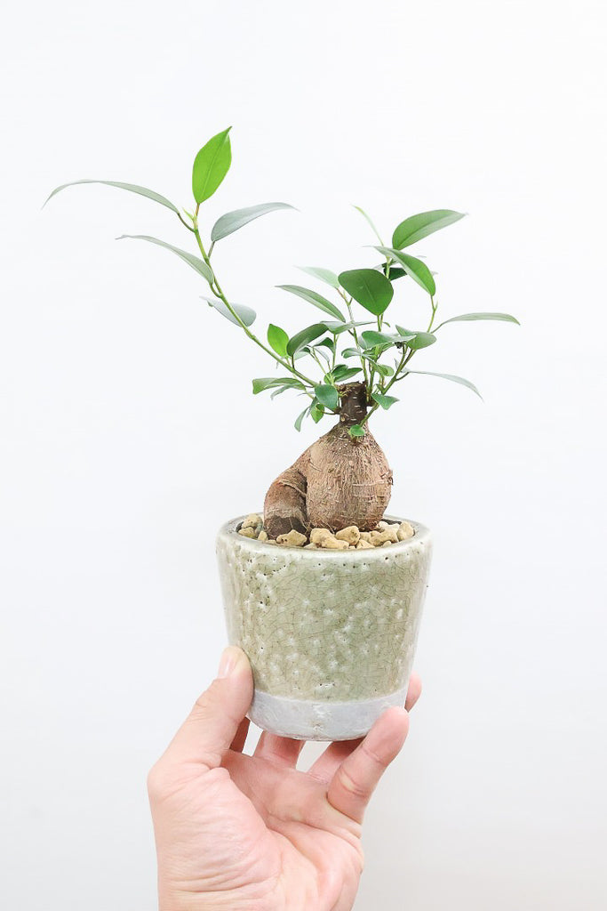 ガジュマルCGL61169| 観葉植物の通信販売 | APEGO(アペーゴ)