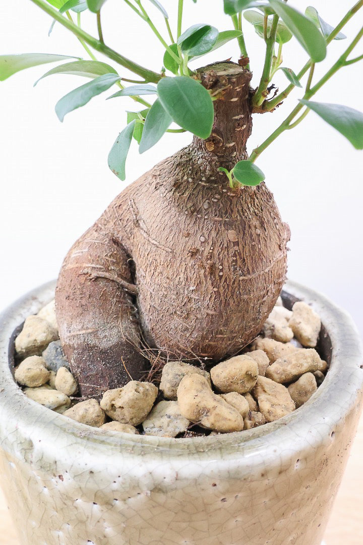 ガジュマルCGL61169| 観葉植物の通信販売 | APEGO(アペーゴ)