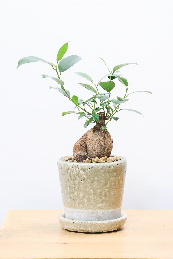 ガジュマルCGL61169| 観葉植物の通信販売 | APEGO(アペーゴ)