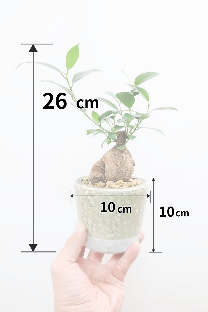 ガジュマルCGL61169| 観葉植物の通信販売 | APEGO(アペーゴ)