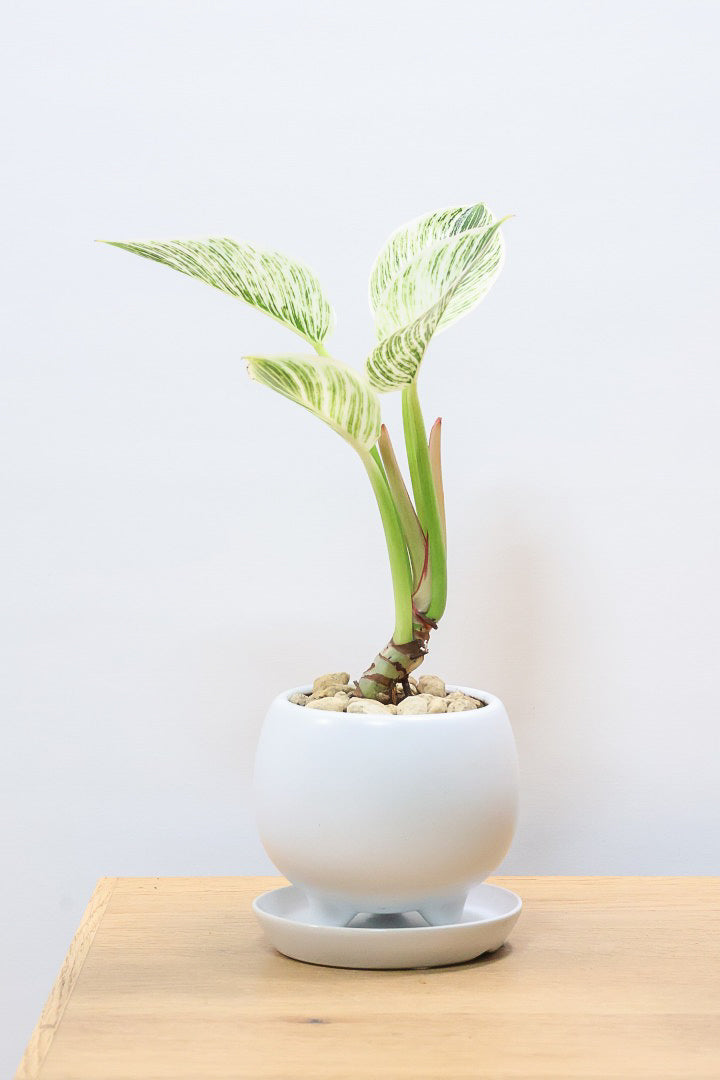 【フィロデンドロン バーキン】かわいいミニサイズです！ホワイトは久々の入荷！ホワイト増し増しの素晴らしい葉色！