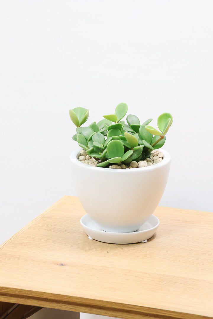 【ペペロミア  ホープ】まん丸のかわいい葉。ペペロミアの中でも肉厚でかわいい葉です！POTもシンプルでイイ！