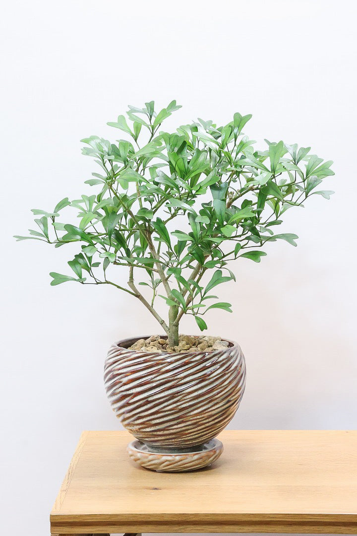 シェフレラ トライアンギュラリスAIV61173| 観葉植物の通信販売