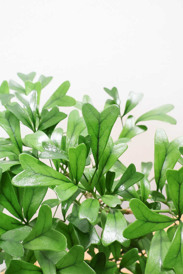 【シェフレラ トライアンギュラリス 】幹がとても太い！名前の通り葉が三角です♪とにかく丈夫で育てやすいので初めて観葉植物を育てる方にお勧め！