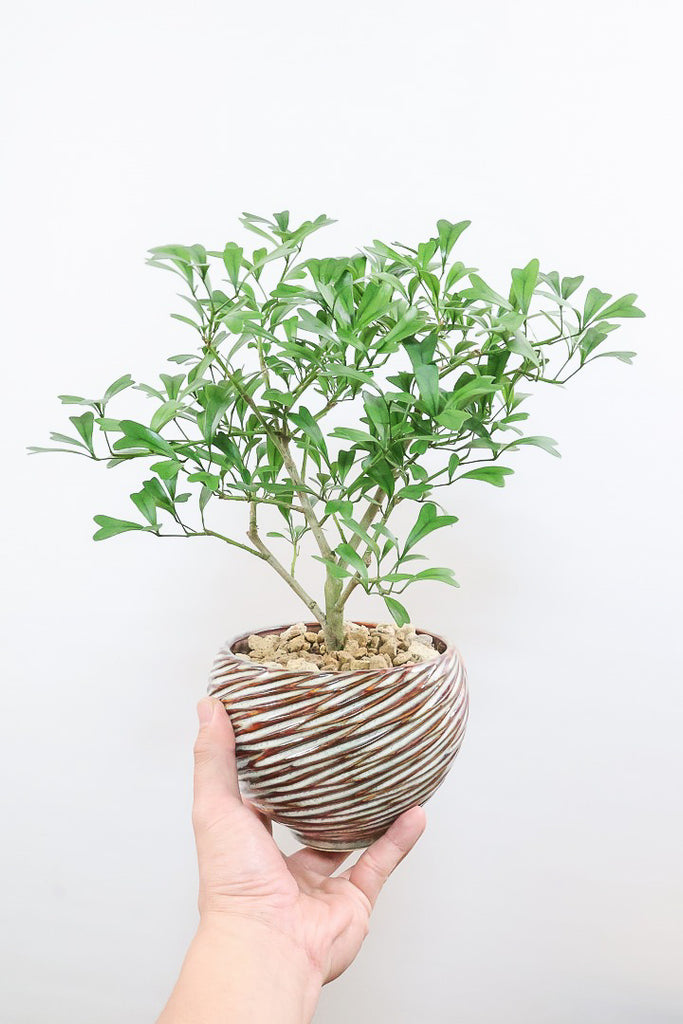 シェフレラ トライアンギュラリスAIV61173| 観葉植物の通信販売