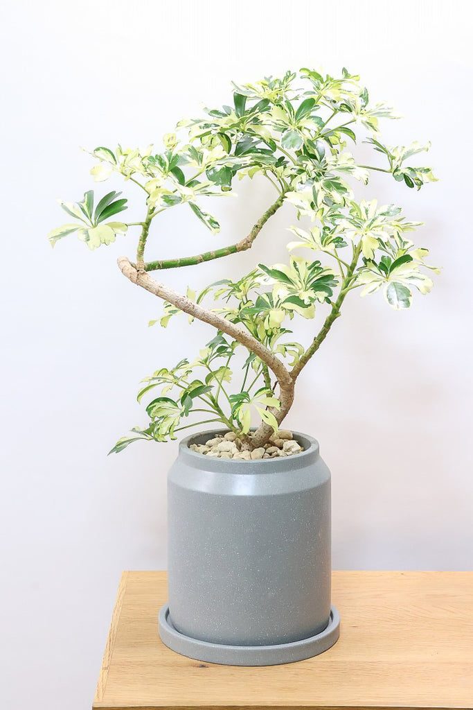 シェフレラ ジェニーネCO61175| 観葉植物の通信販売 | APEGO(アペーゴ)