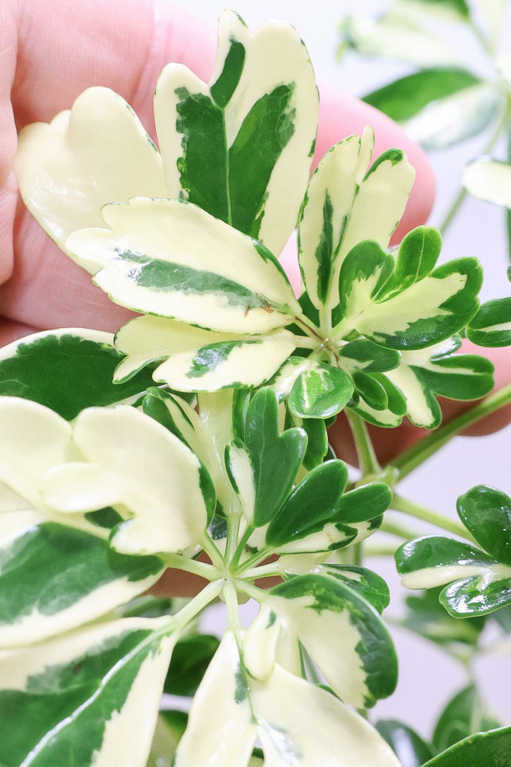 【シェフレラ ジェニーネ】時間をかけて作り込みました！幹が個性的な樹形です！