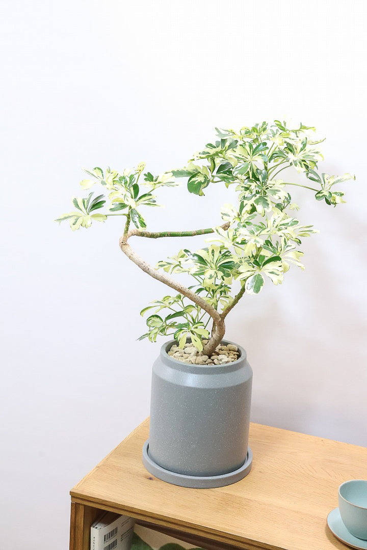 シェフレラ ジェニーネCO61175| 観葉植物の通信販売 | APEGO(アペーゴ)