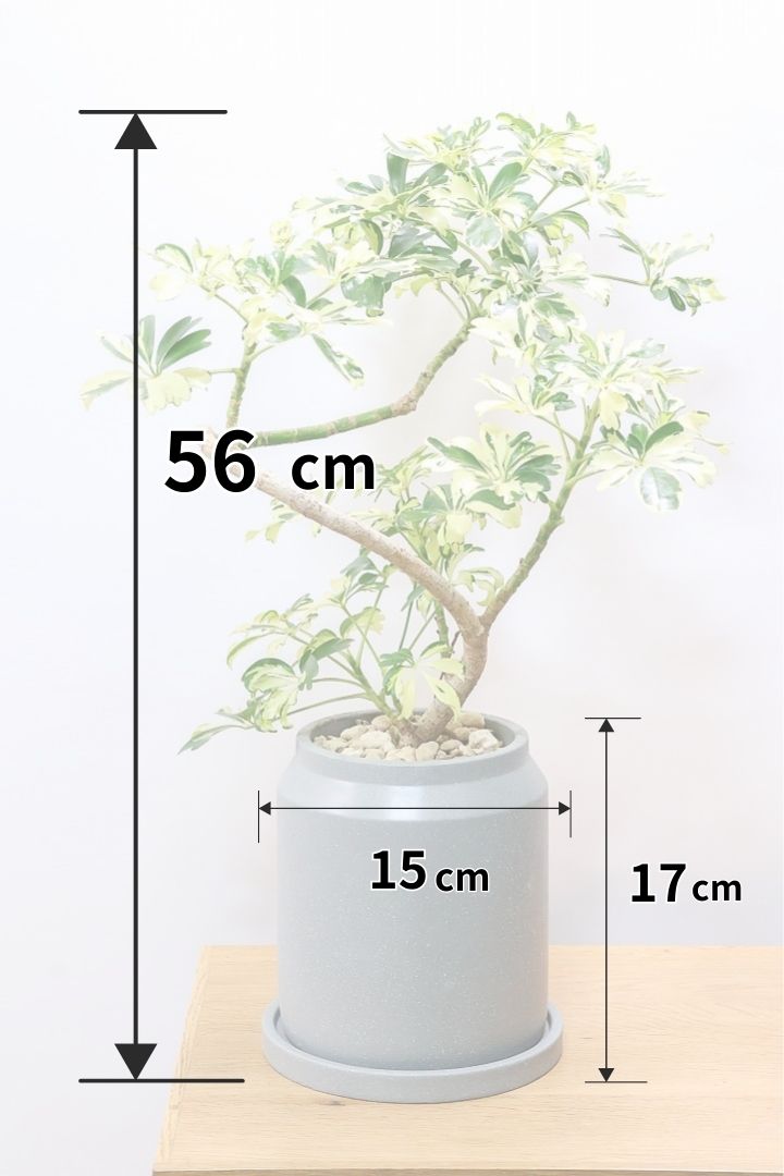 シェフレラ ジェニーネCO61175| 観葉植物の通信販売 | APEGO(アペーゴ)