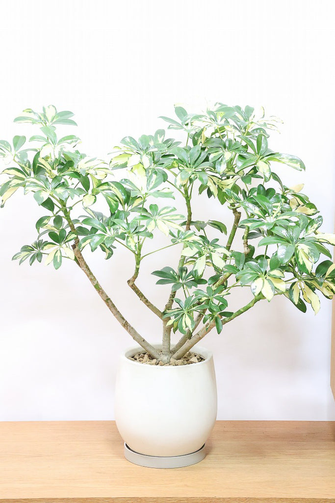 シェフレラ トリネッティIV61178| 観葉植物の通信販売 | APEGO(アペーゴ)