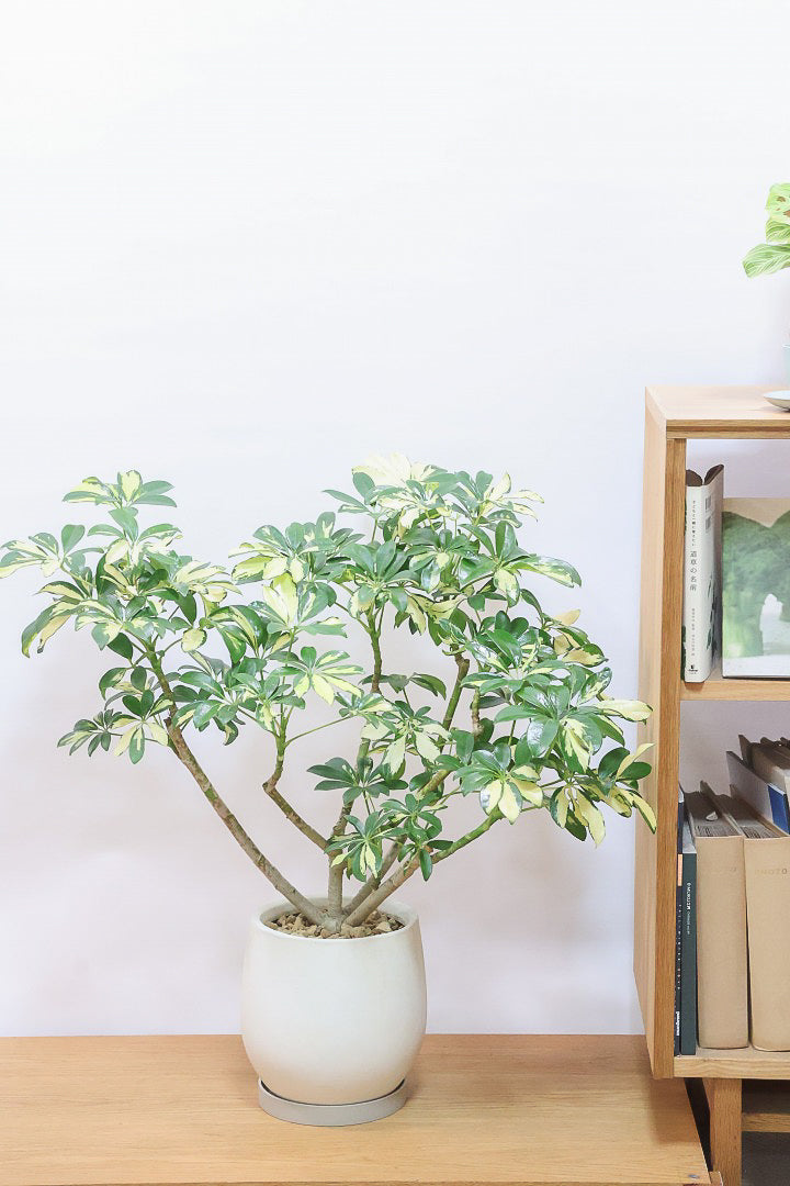 シェフレラ トリネッティIV61178| 観葉植物の通信販売 | APEGO(アペーゴ)