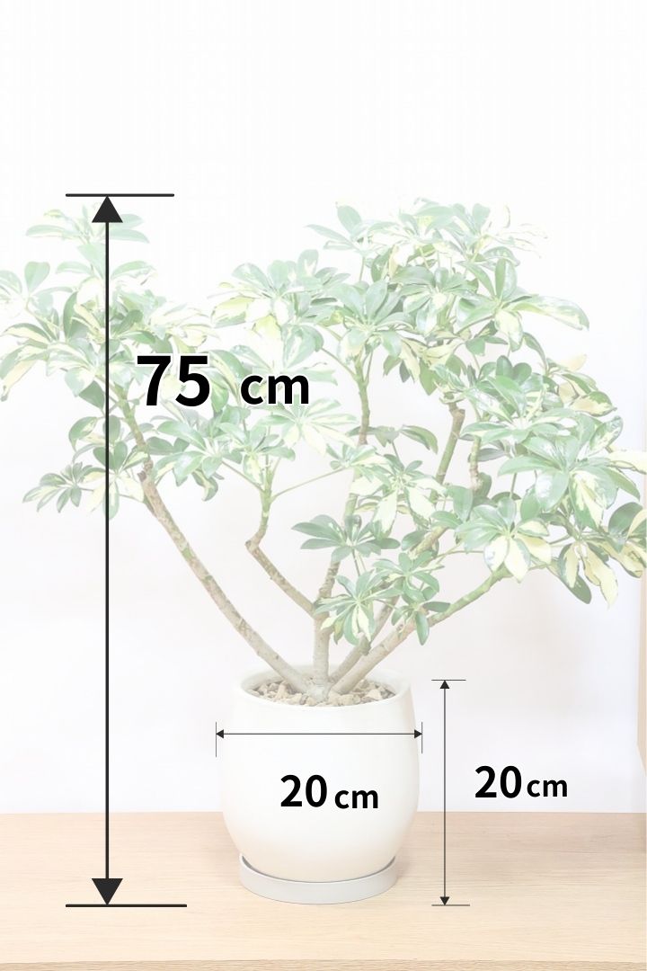 シェフレラ トリネッティIV61178| 観葉植物の通信販売 | APEGO(アペーゴ)