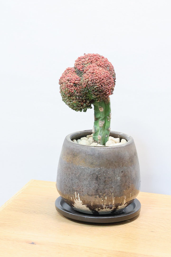 サボテン マミラリア ボカサナフレッドK61179| 観葉植物の通信販売