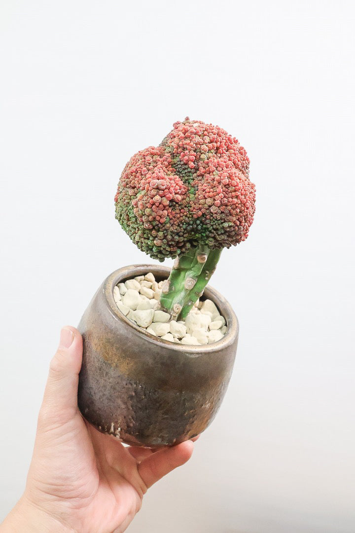 【サボテン マミラリア ボカサナフレッド】赤いブロッコリーのような個性的なフォルム。生産者さんのハウスの片隅で見つけて仕入れてきちゃいました！