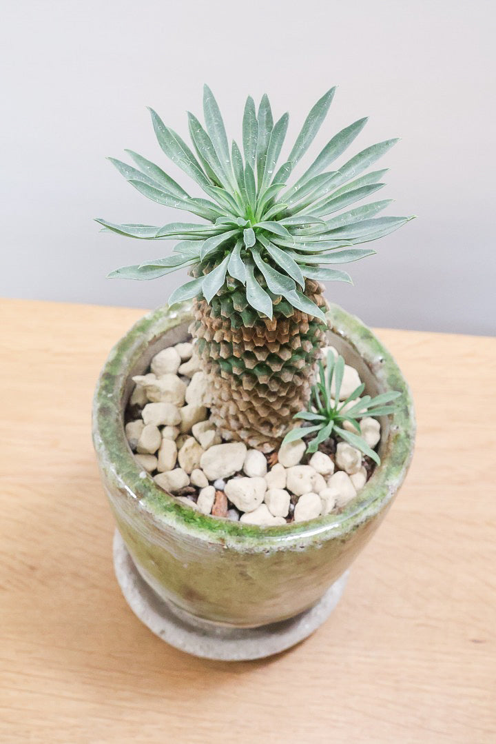 【ユーフォルビア 怪魔王】パイナップルのような個性的なフォルムの多肉植物！枝ぶりがかわいい子を選んできました！