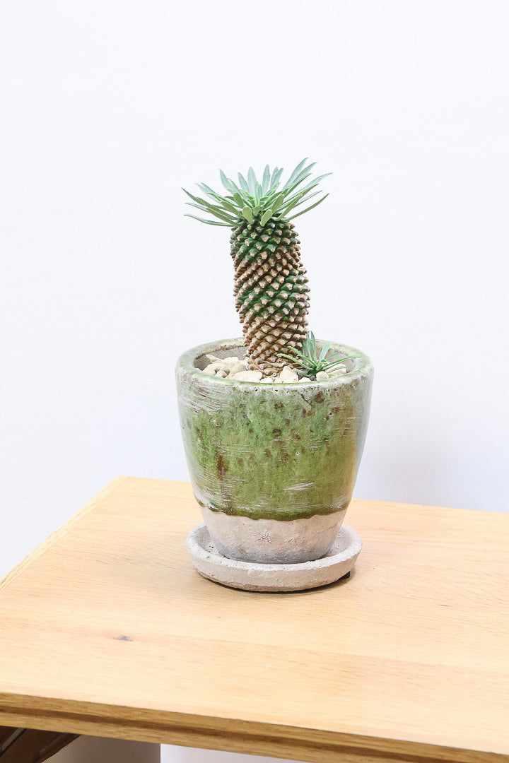 【ユーフォルビア 怪魔王】パイナップルのような個性的なフォルムの多肉植物！枝ぶりがかわいい子を選んできました！